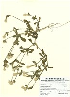 藏品(假千日紅)的圖片